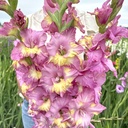 Gladiole Sunbelt