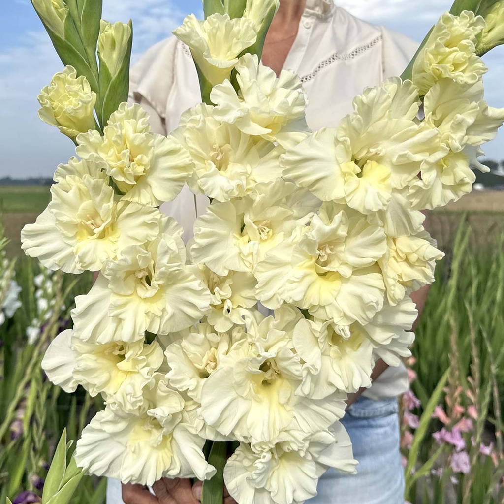 Gladiole Sweet Chrystal