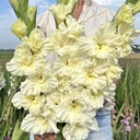 Gladiole Sweet Chrystal