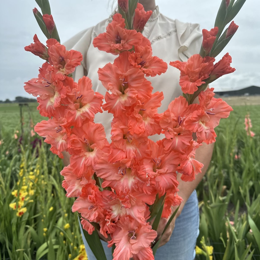 Gladiole Teds Frizzle