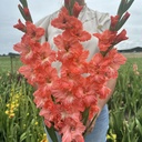Gladiole Teds Frizzle