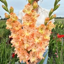 Gladiole The Great Queen Elizabeth