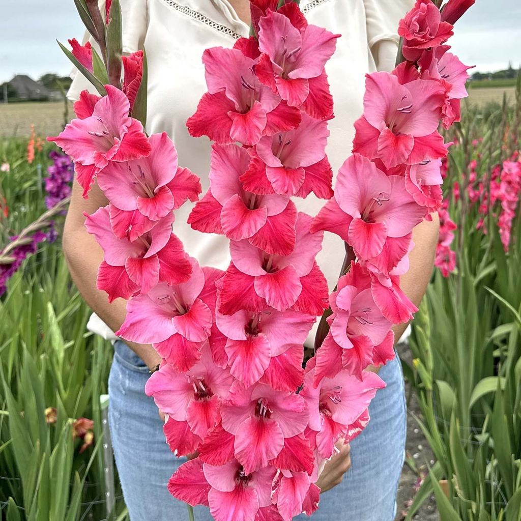 Gladiole Titanic