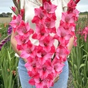 Gladiole Titanic