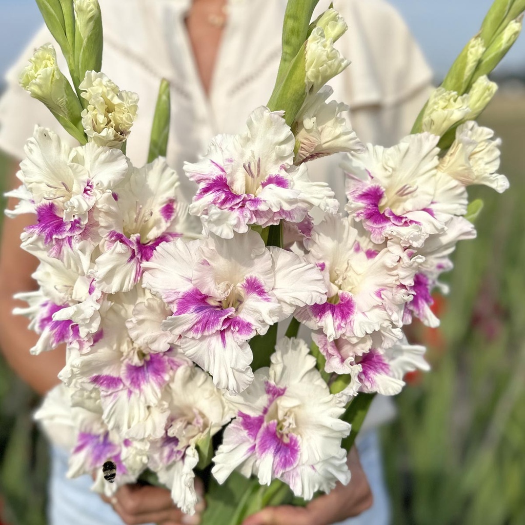 Gladiole Violet Heart