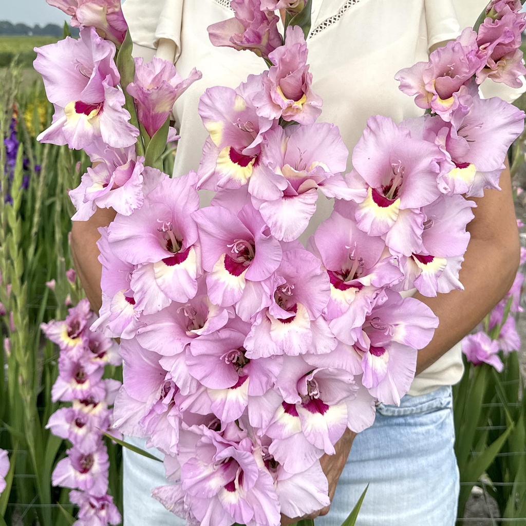 Gladiole Zamora