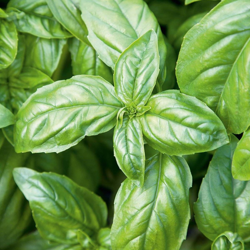 Basil Italiano Classico