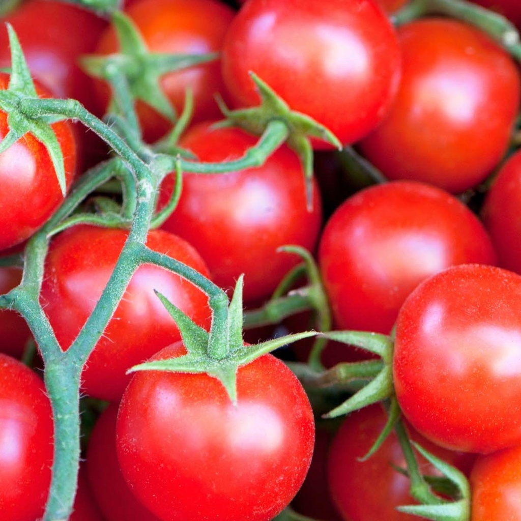 Kirschtomate Sweetie