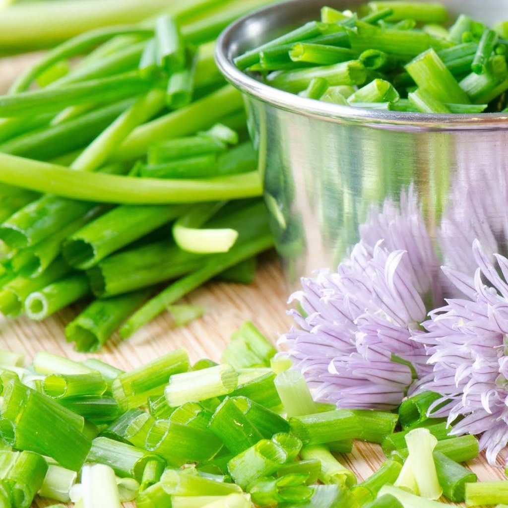 Schnittlauch Medium Leaf