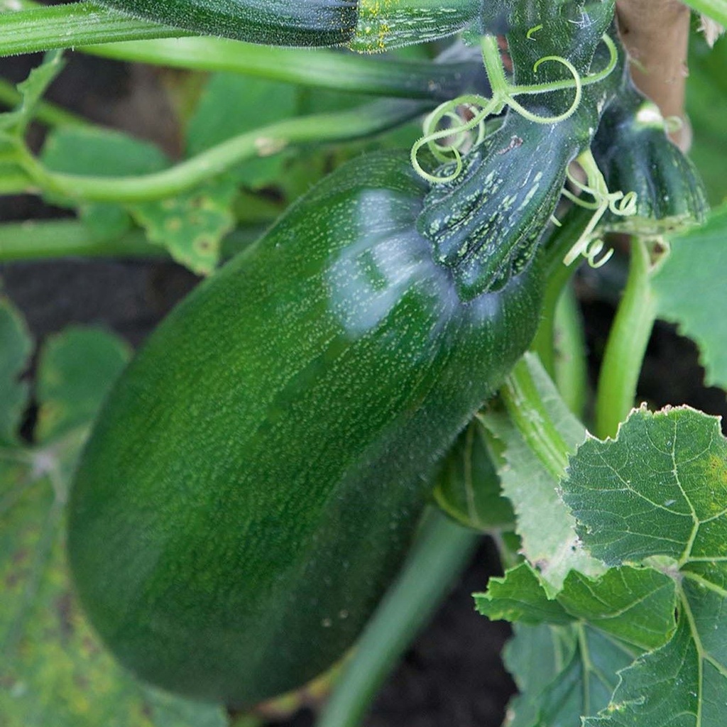 Zucchini Black Forest F1