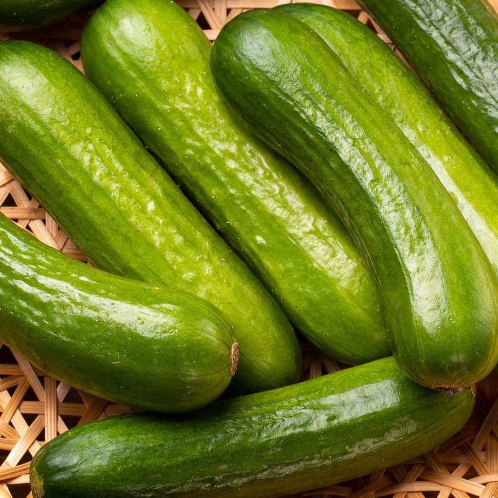 Cucumber Iznik Snack F1