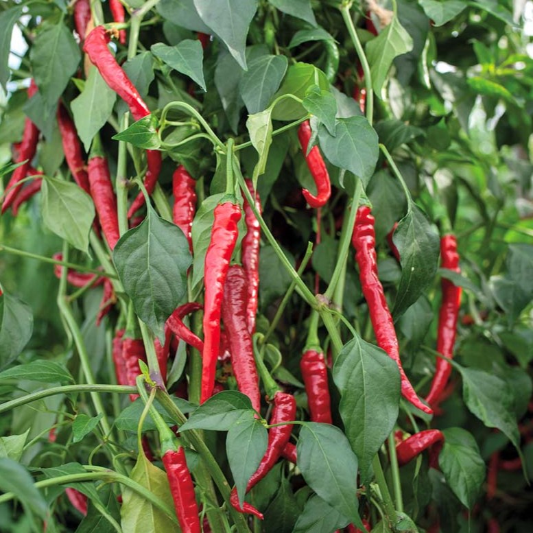 Rote Peperoni Cayenne long slim