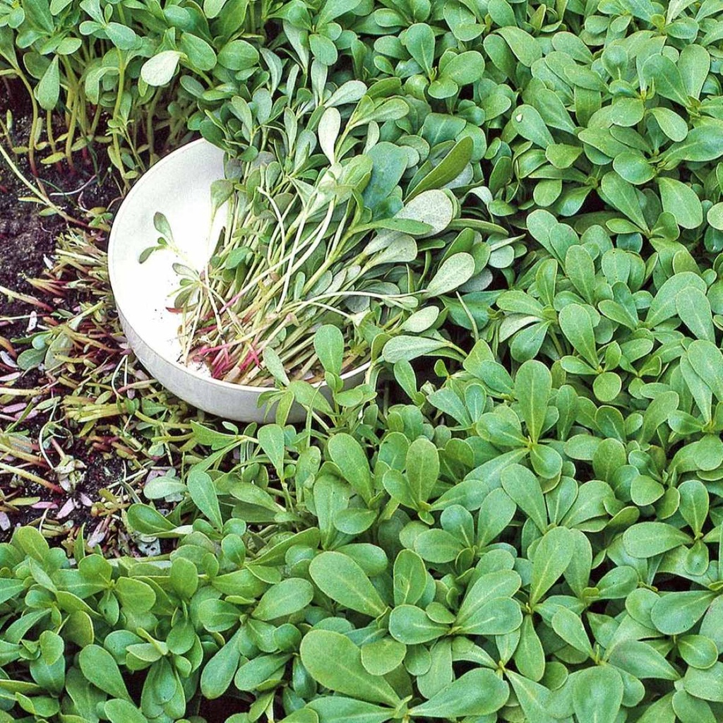 Purslane 