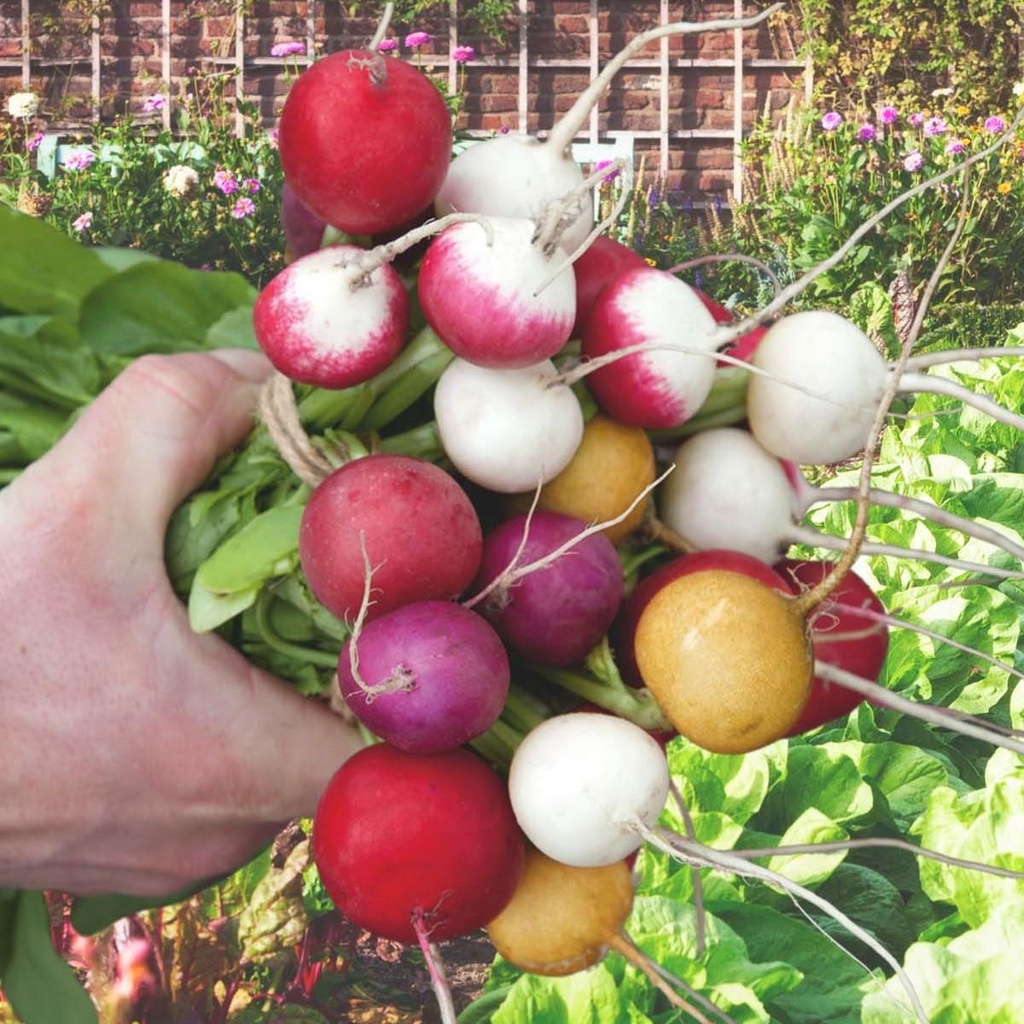 Radish Color mix