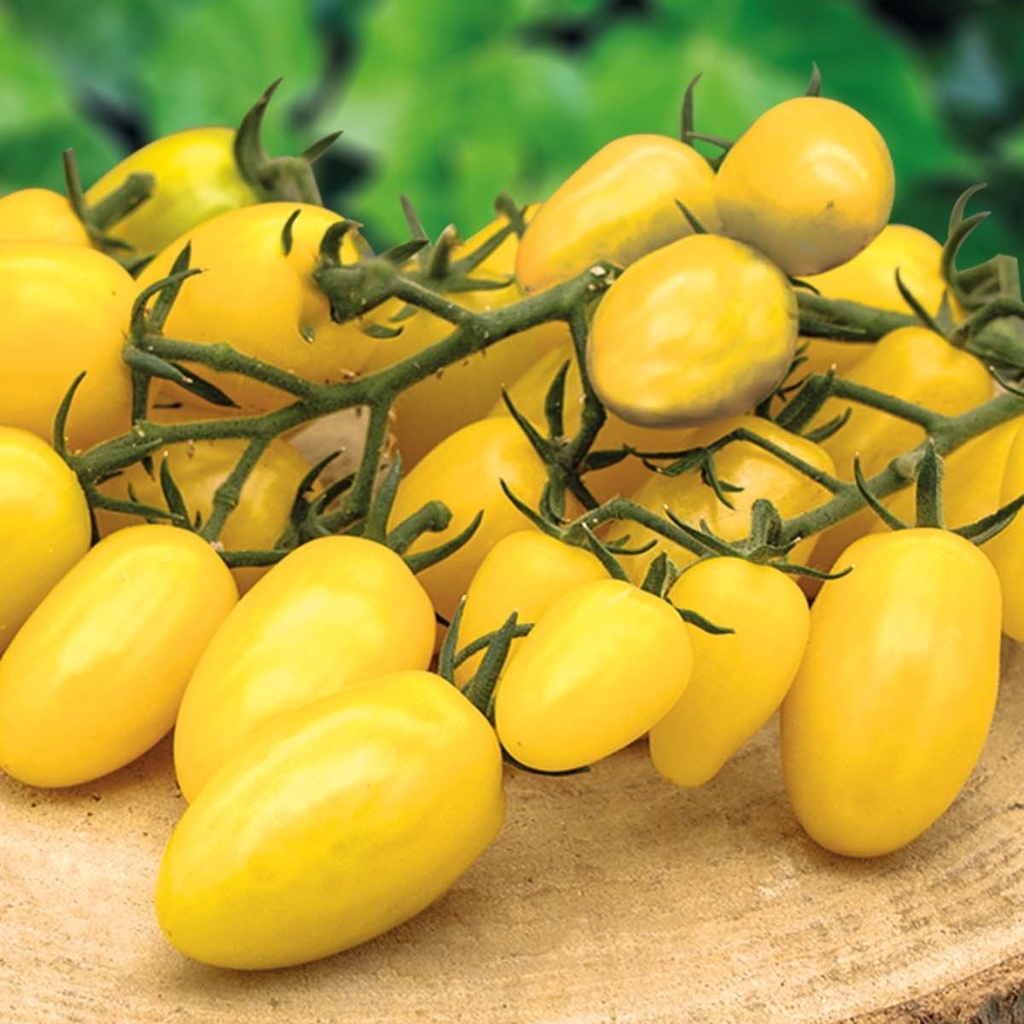 Tomate Dattolime F1