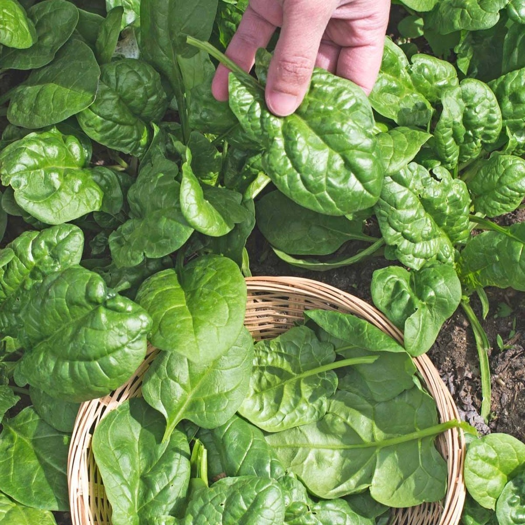 Spinach Colusa F1
