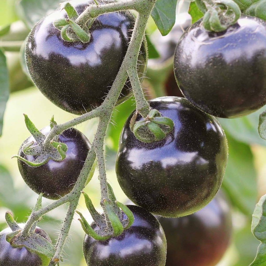 Tomate Indigo Rose