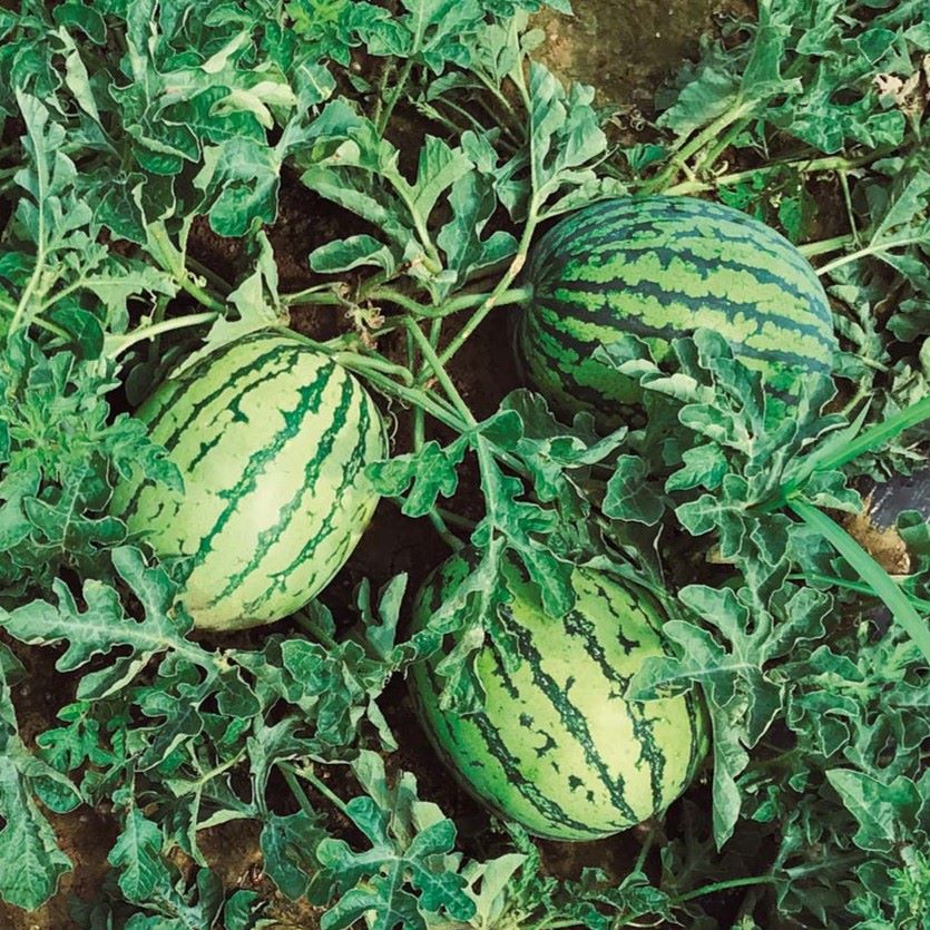 Wassermelone Tigrimini F1