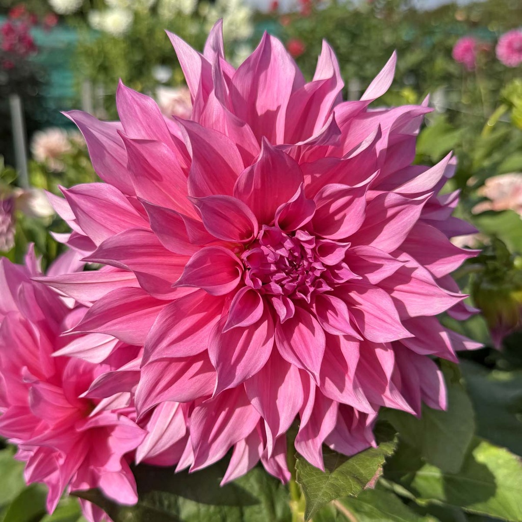 Café au Lait Rosé