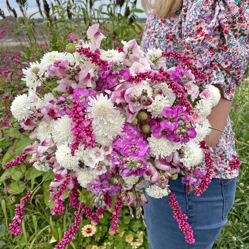 Mix Pink Whispers - 5 x blumensamen