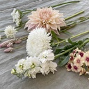 Mix Ivory Symphony 6x blumensamen