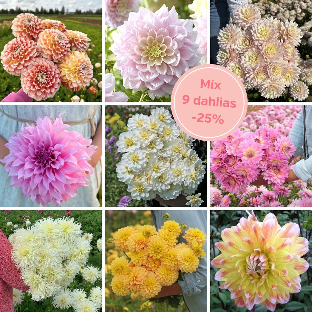 Mix Blushing Beauties (9 dahlien)