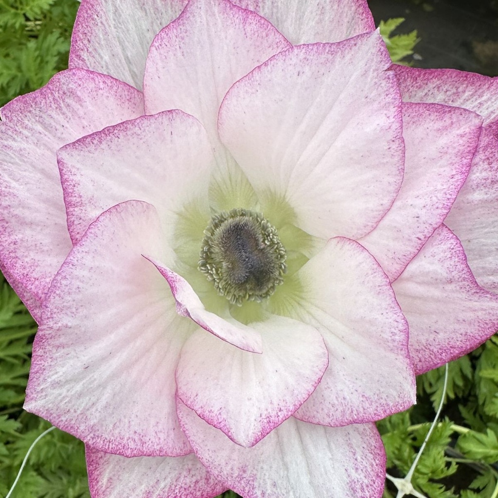 Anemone Mistral The Edge