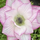 Anemone Mistral The Edge