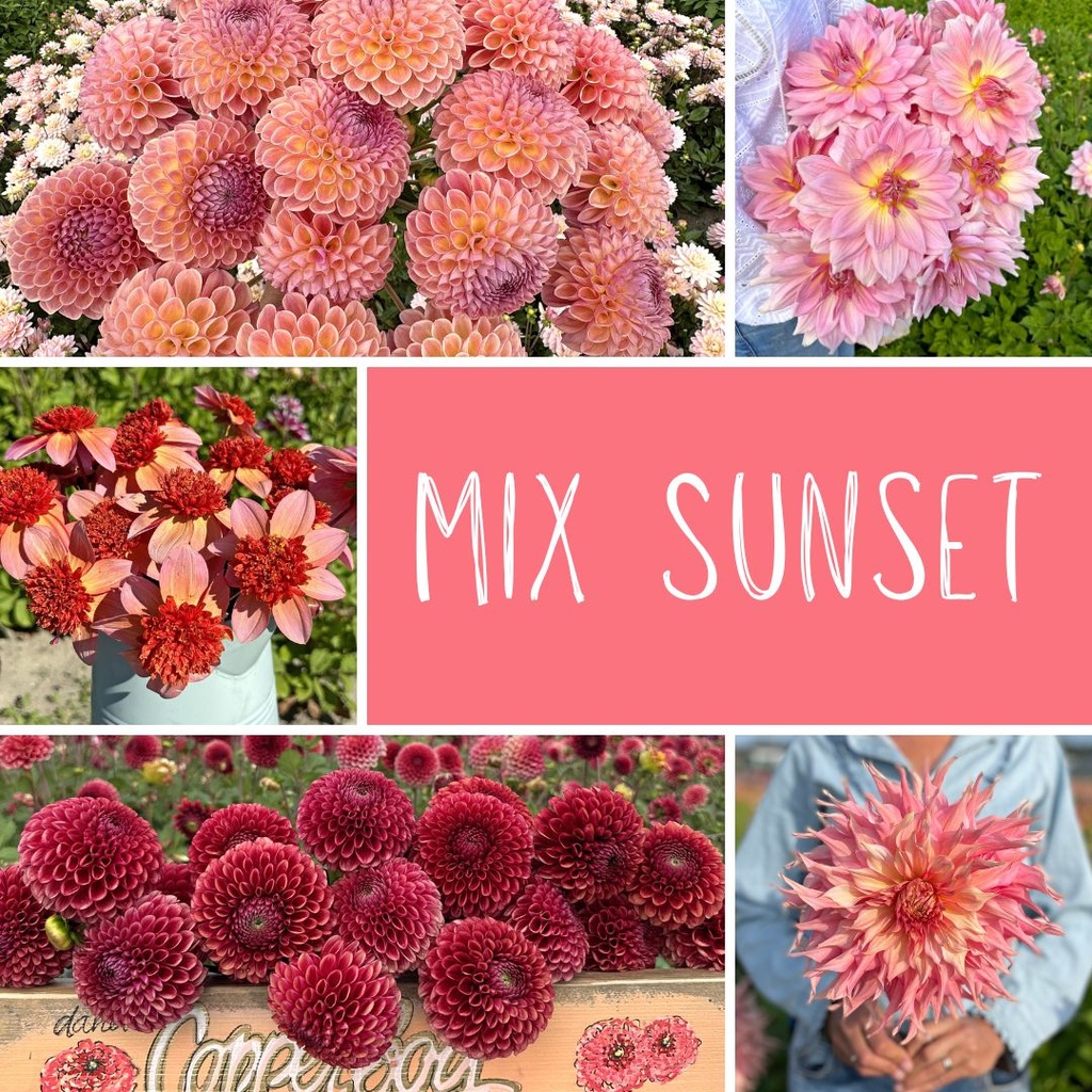 Mix dahlias @house.no1 (5 dahlien)