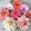 Mix Dinnerplate Divas (8 dahlien)