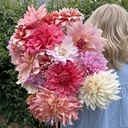 Mix Dinnerplate Divas (8 dahlien)