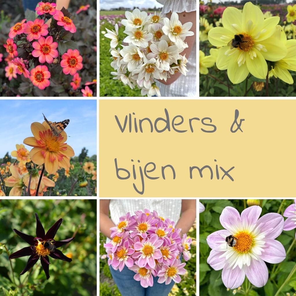 Mix Schmetterlinge & Bienen (7 dahlien)