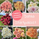 Dahlien-Mix Starterpaket (7 dahlien)