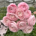 Ranunkeln Cloni Succes Lady®