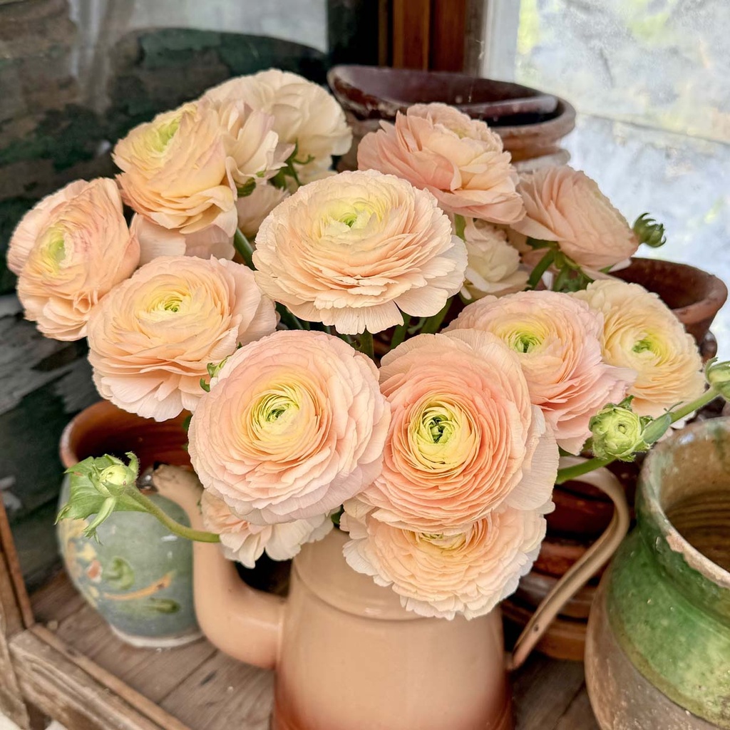 Ranunculus Cloni Succes Tuareg®