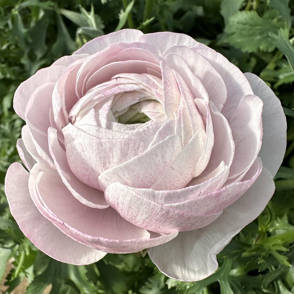 Ranunculus Cloni Succes Nebbia®