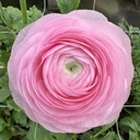 Ranunculus Elegance Rosa Chiaro