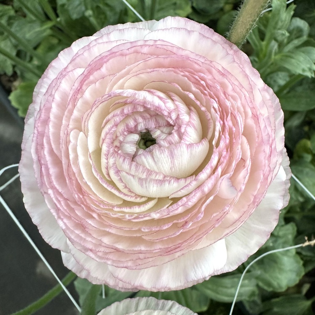 Ranunculus Elegance Striato