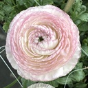 Ranunkeln Elegance Striato