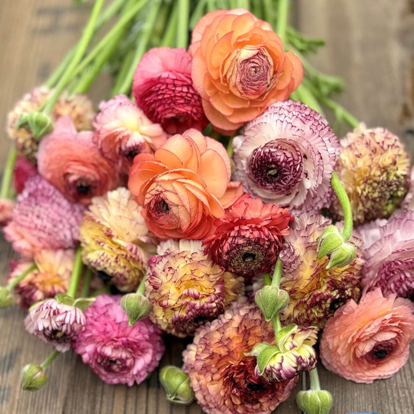 Ranunkeln Elegance Pastello Striato mix