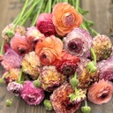 Ranunkeln Elegance Pastello Striato mix