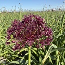 Allium Atropurpureum 10 Stück
