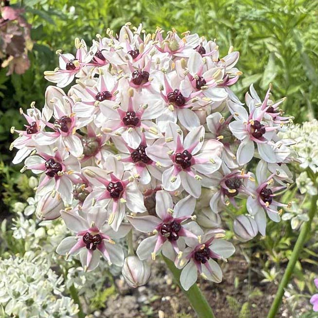 Allium Silver Spring 3 Stück
