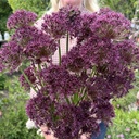 Allium Magic 10 Stück