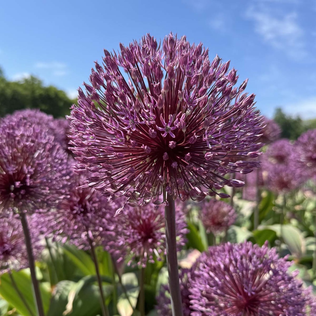 Allium Nevskianum 10 Stück