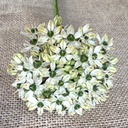 Allium Nigrum 10 Stück