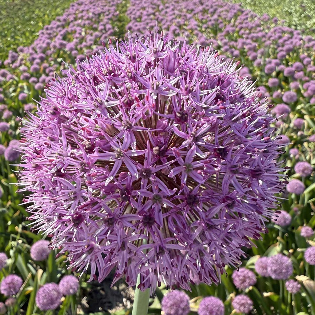 Allium Party Balloon 3 st.