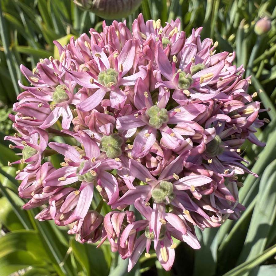 Allium Pink Jewel 3 Stück