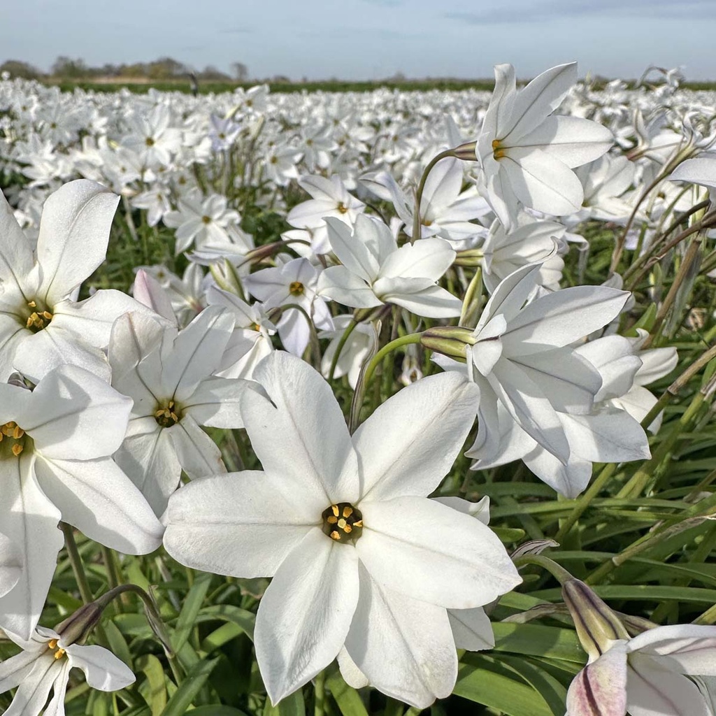 Ipheion Alberto Castillo 10 Stück (Frühlingsstern)
