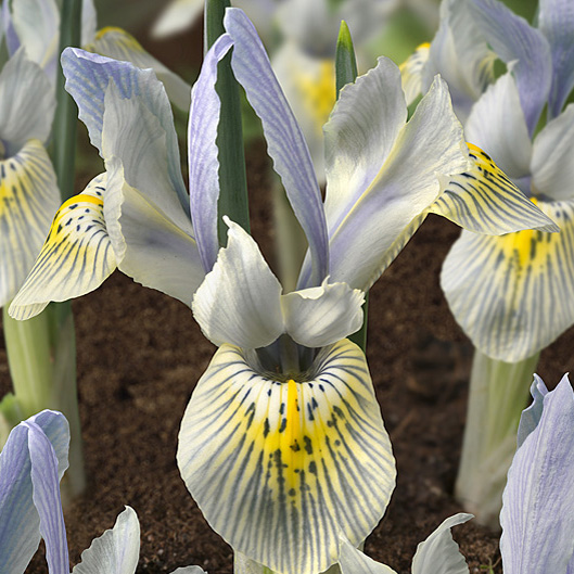 Iris Katharine Hodgkin 10 Stück